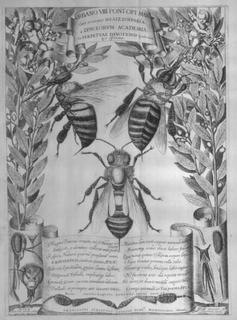 Melissographia